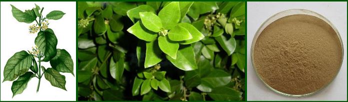 product 1 of Gymnema Extract