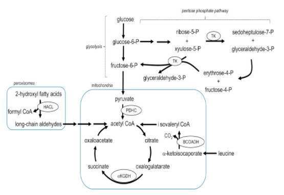 function of TPP Powder 154-87-0